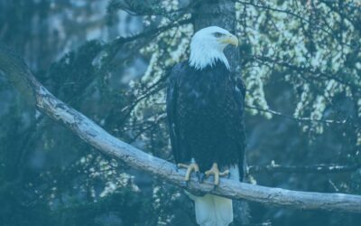Eagle Financial Group